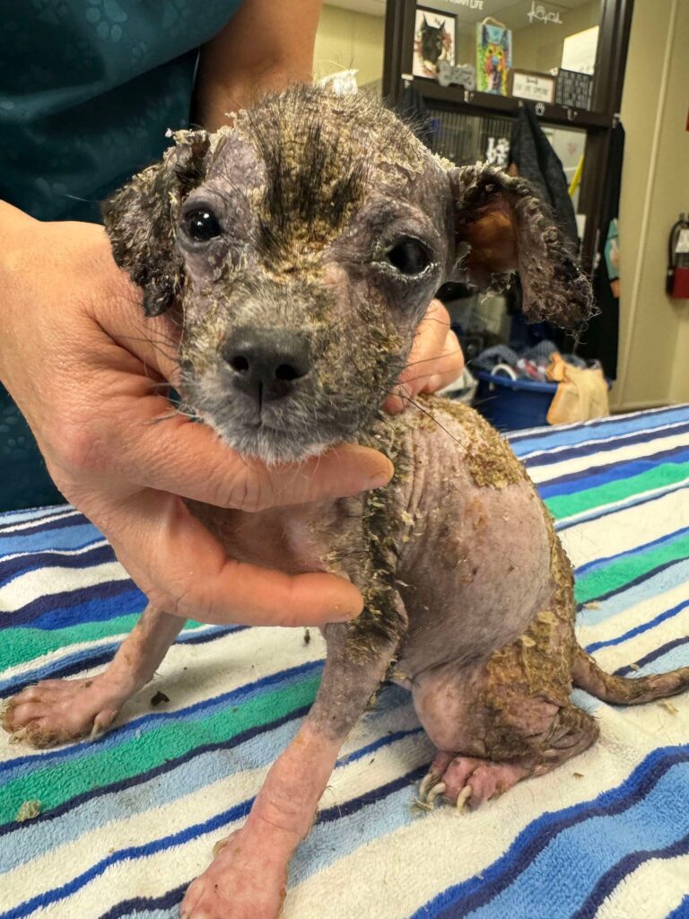 Suni and Simone, Demodectic Mange Puppies