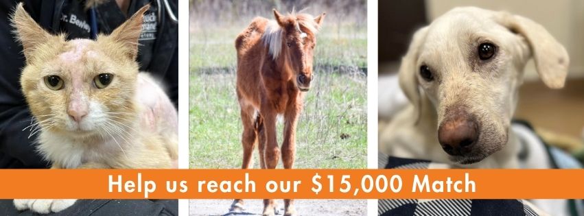 TLC Fund match - Arthur, Sunshine, and Oliver