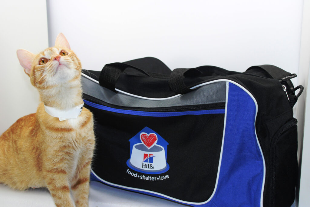 Pet Preparation with Hill's Pet Nutrition