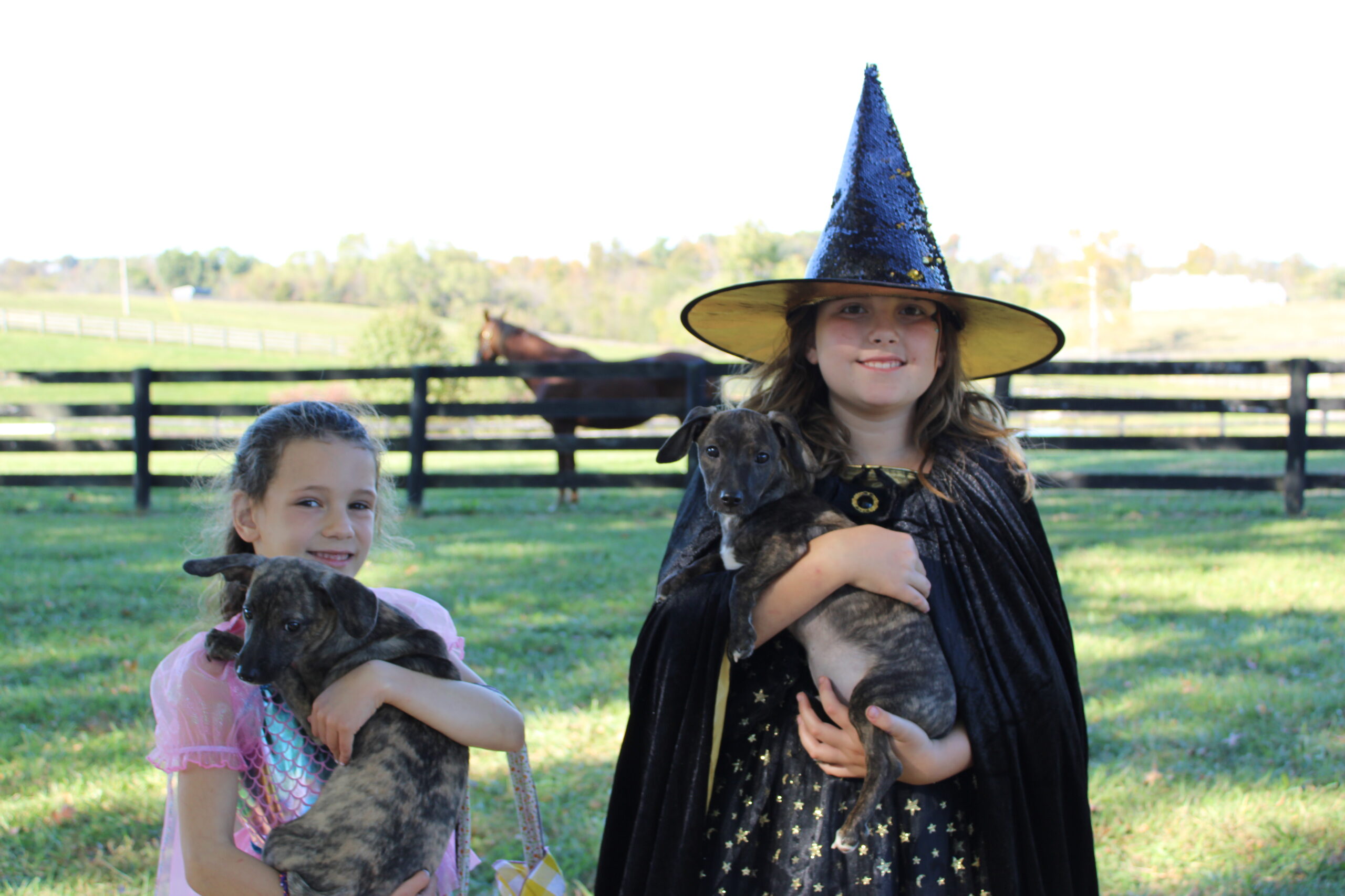 Trot or Treat Halloween