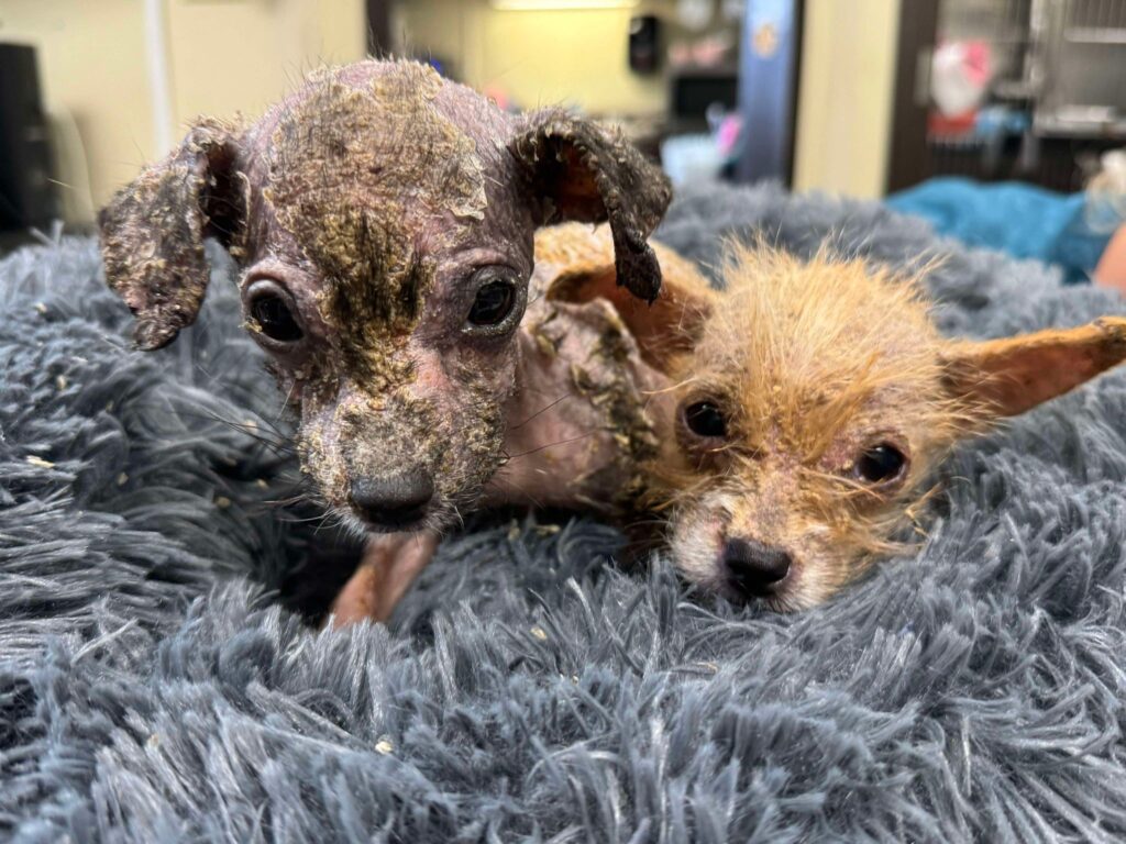 Suni and Simone Before Treatment