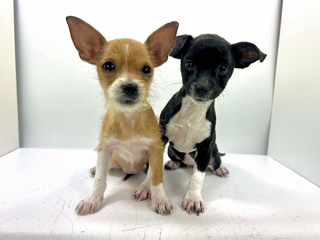 Suni and Simone Post Treatment