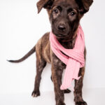 Pearls & Puptails Howl-iday Event