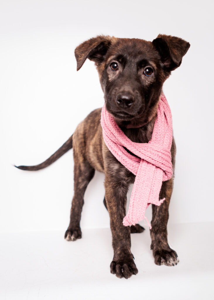 Puppy wearing scarf