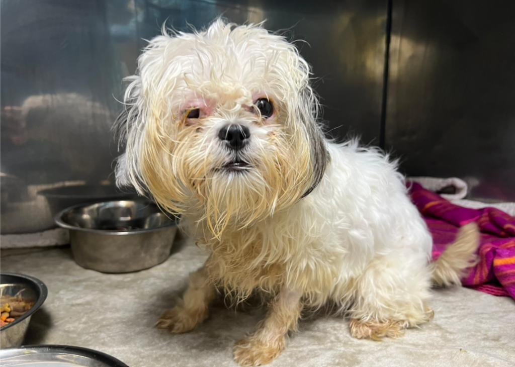 Fluffernutter - Parvo Puppy