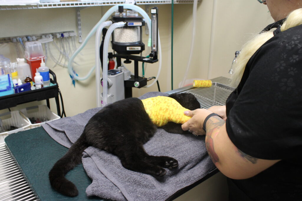 Poe getting splinted.