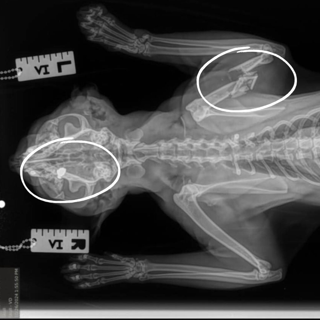 Poe's X-Ray
