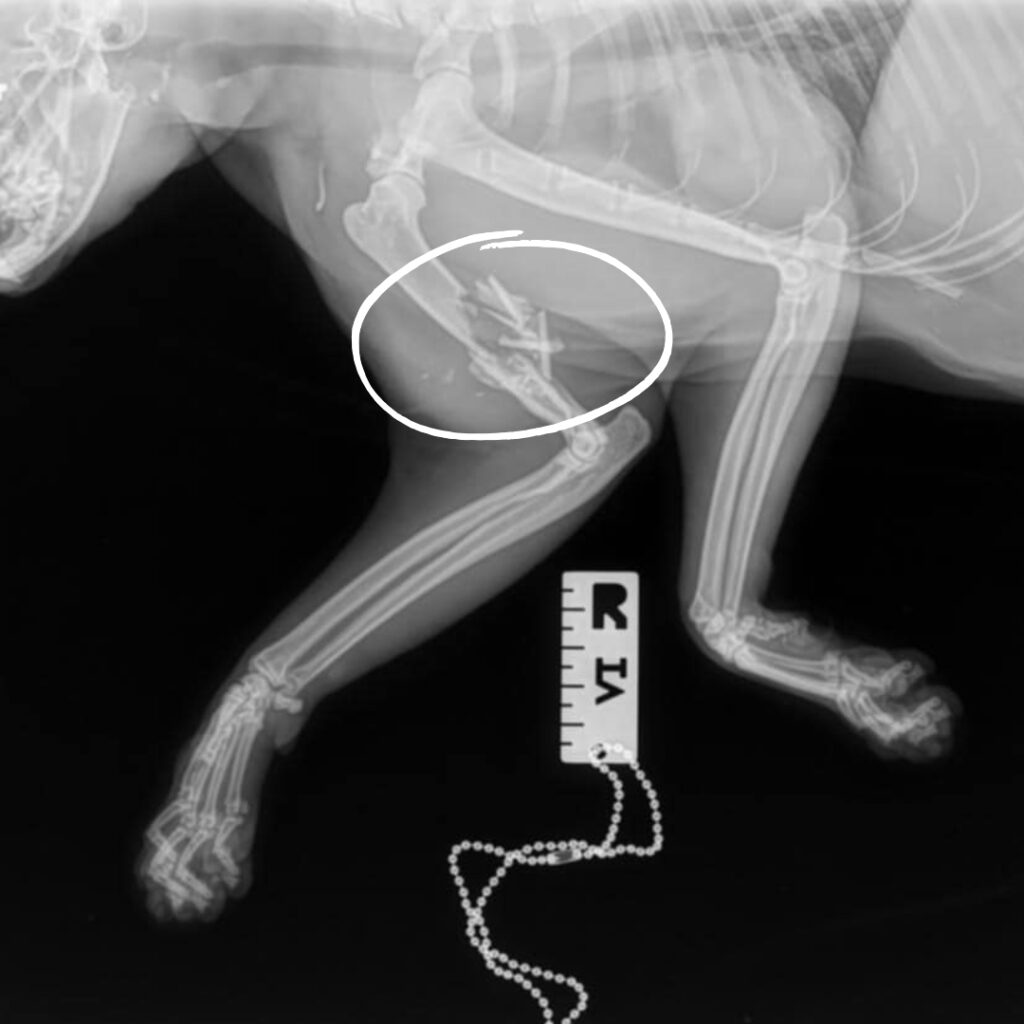 Poe's X-Ray