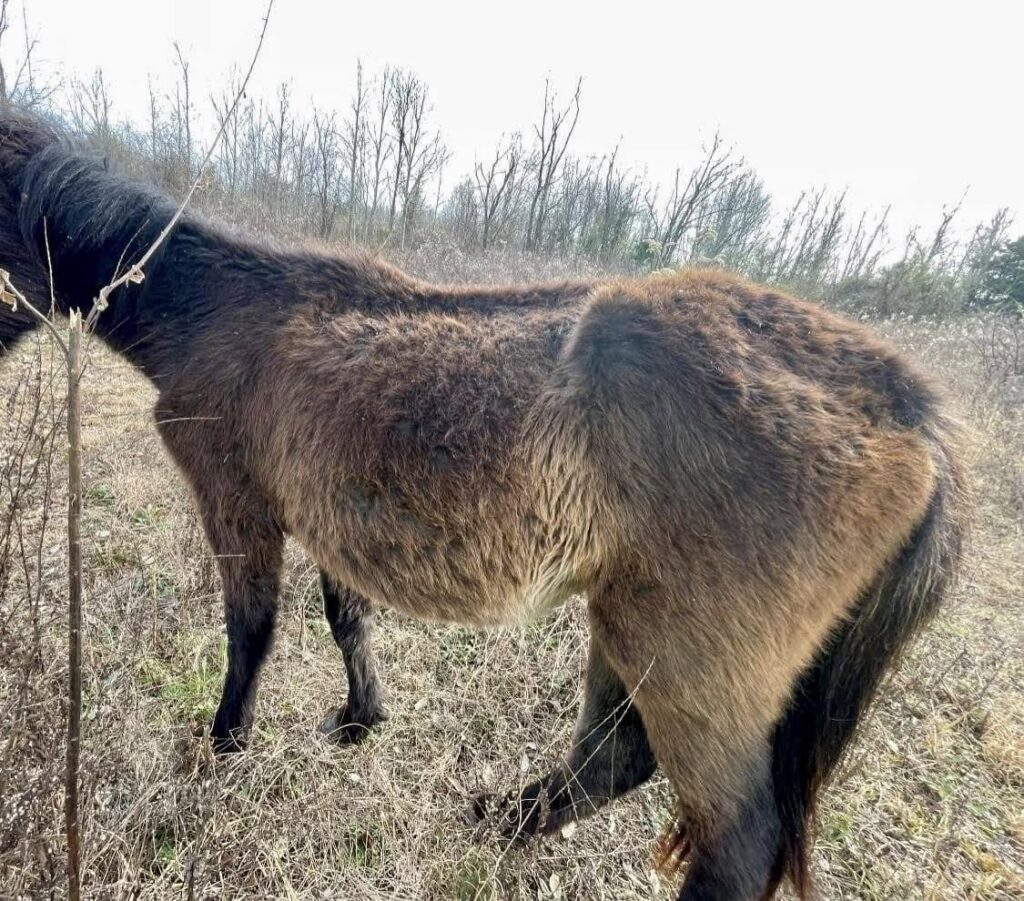 Miracle upon collection