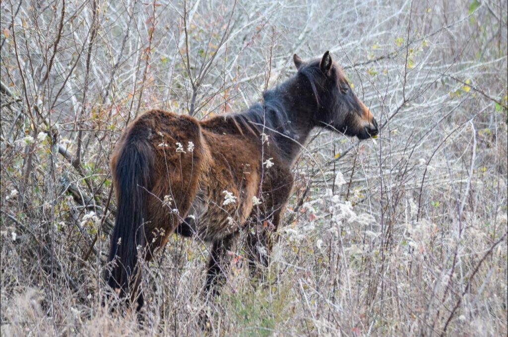 Miracle before collection