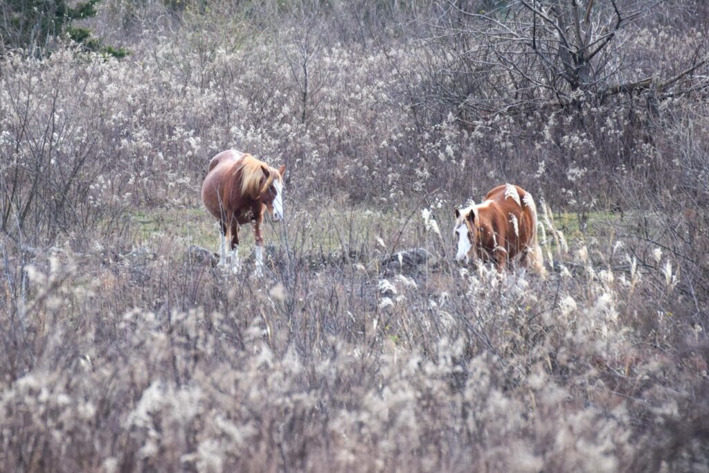 Two of the ten horses prior to collection