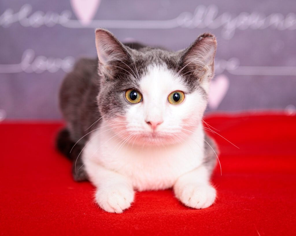 Cat - Online Adoption Interest Form