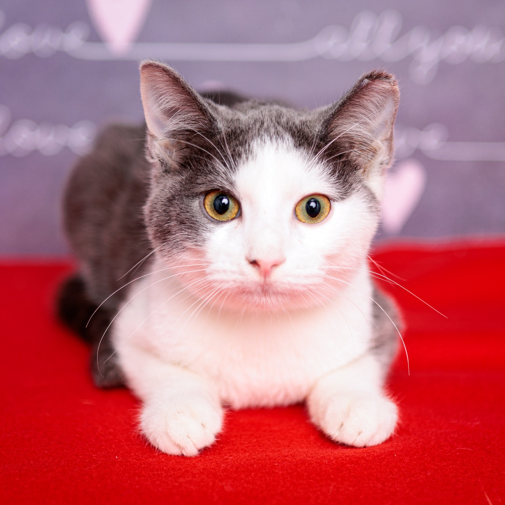 Cat - Adoption Interest Form