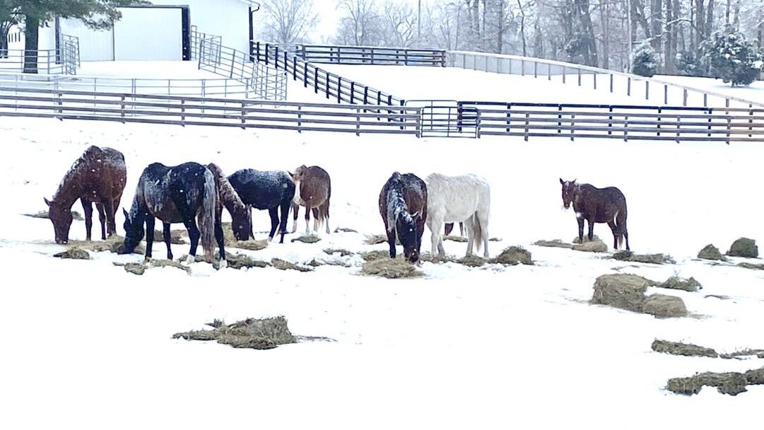 Miracle's herd-mates at Willow Hope Farm