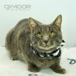 Oxmoor Pet of the Week - Legoshi 2/5/2025