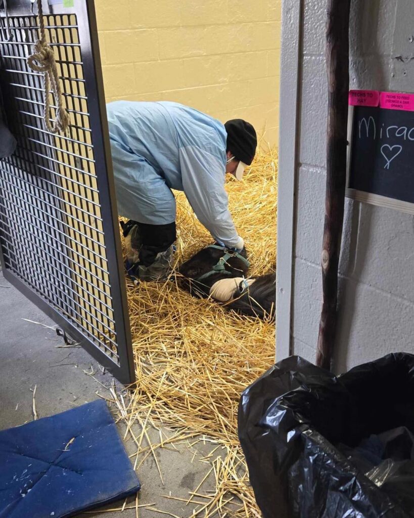 Miracle at Rood & Riddle 2