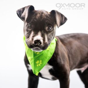 Cherry Oxmoor Pet of the Week 2/25/2025