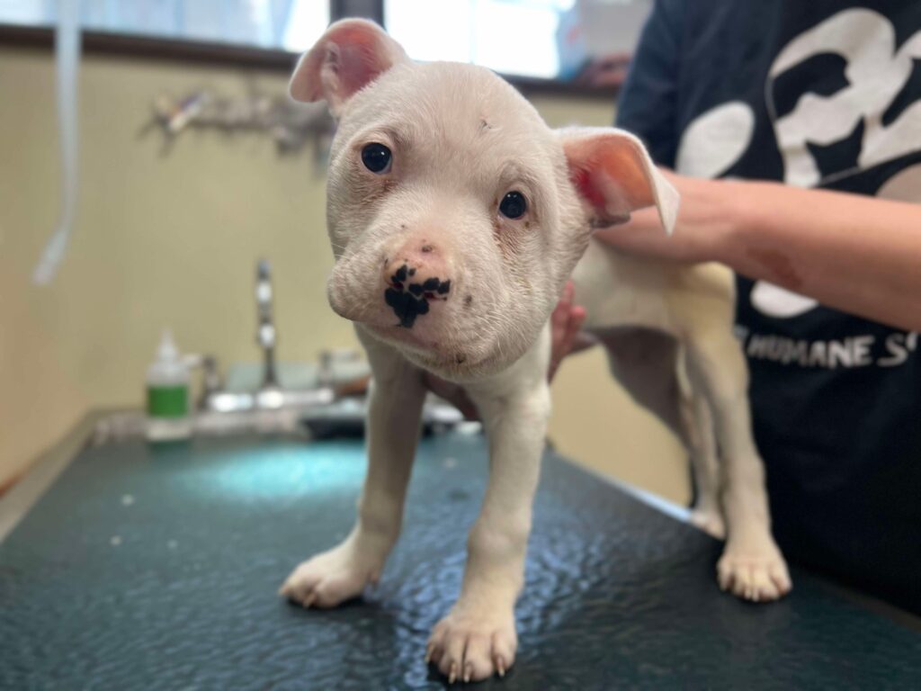 Marshmallow Update 2.19.2025