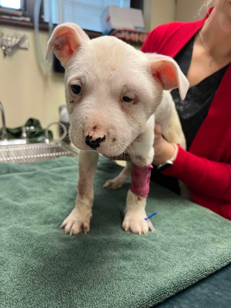 Dr. Bewley and Marshmallow