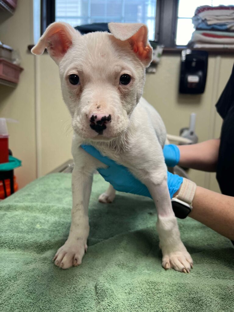 Marshmallow Update 2/20