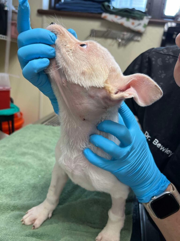 Marshmallow Update 2/20