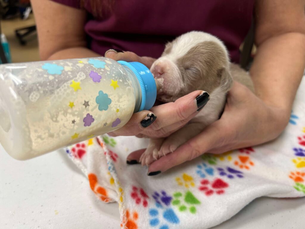Bottle Feeding Peggy