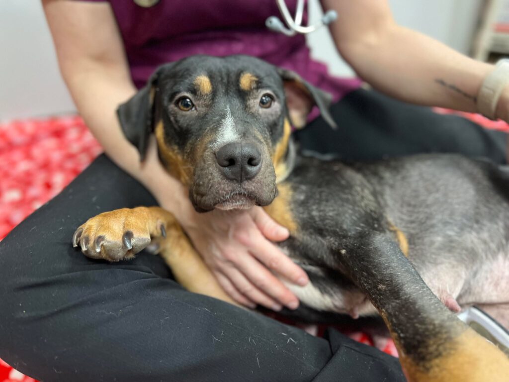 Petunia laying down.