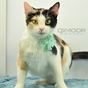 Pizzeria Meow Meow Oxmoor Pet of the Week