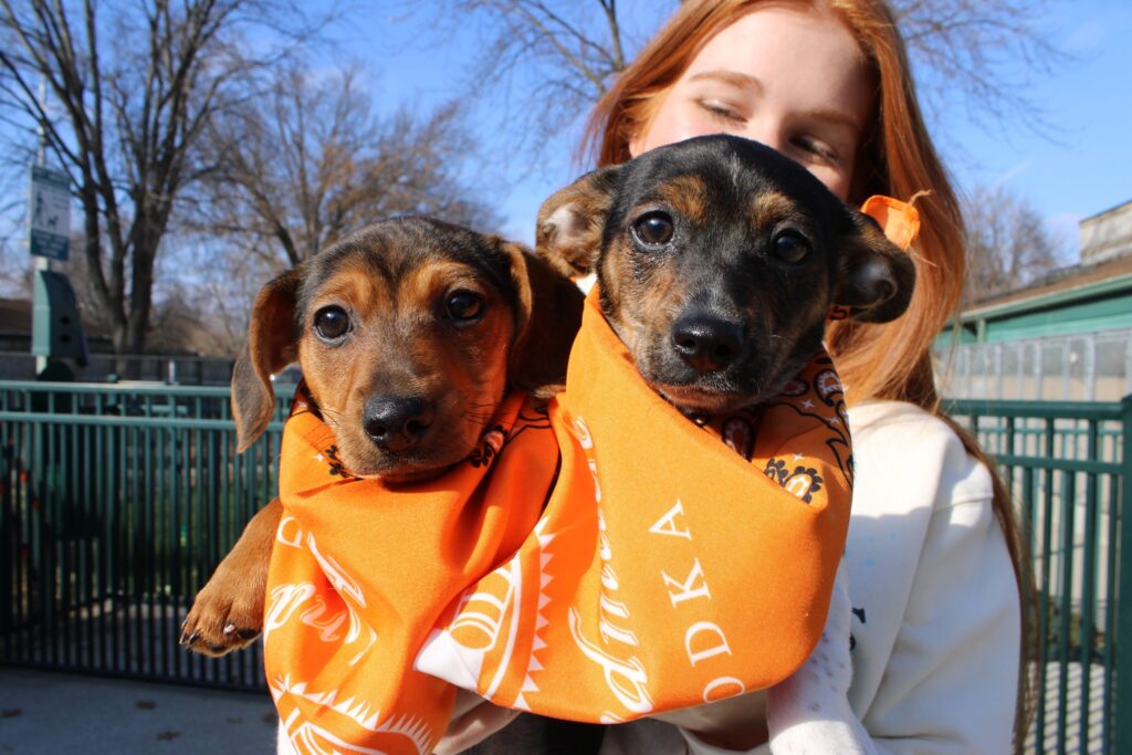 Puppies wearing Tito's bandanas.