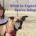 What to Expect When You're Adopting Workshop