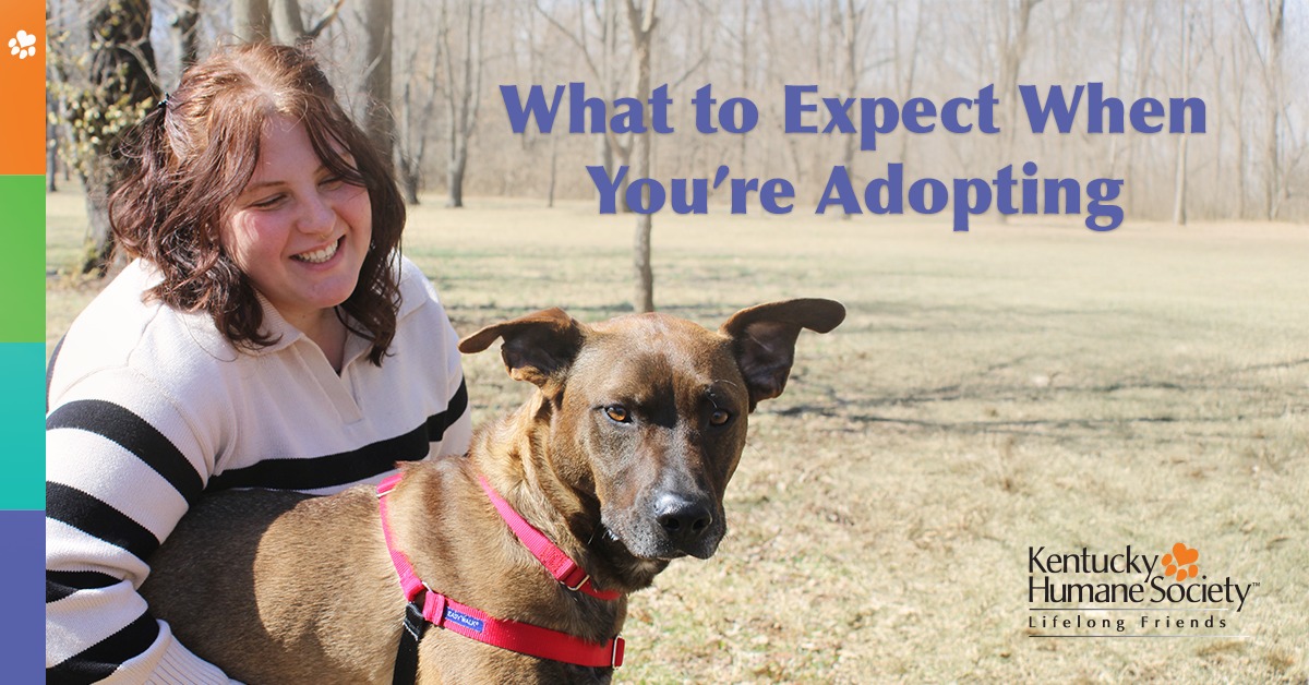 What to Expect When You're Adopting Workshop