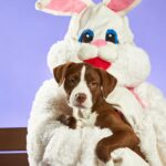 Picture Your Pet with the Easter Bunny