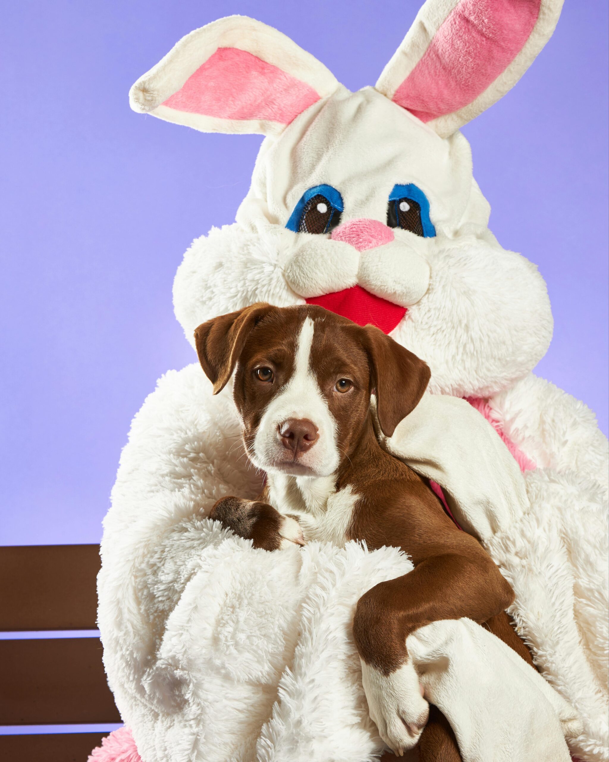 Picture Your Pet with the Easter Bunny