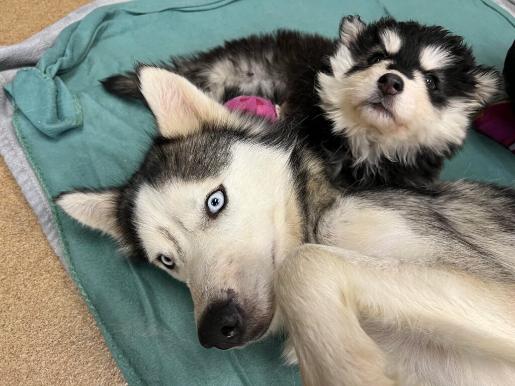 Miss Honey & Matilda Snuggled Together