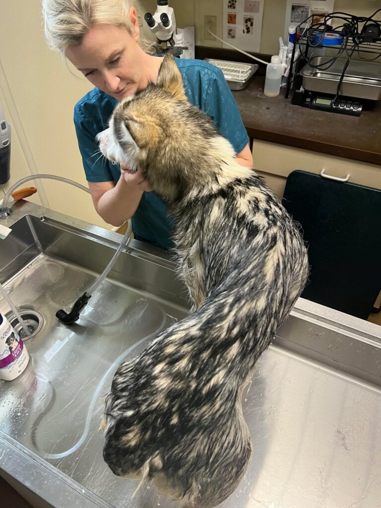 Miss Honey Getting a Bath