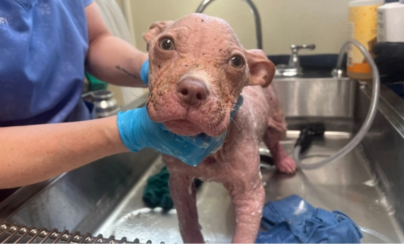 Wilbur getting a bath