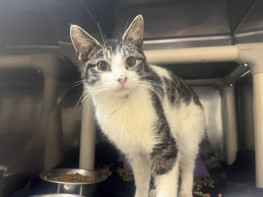 Gelato, transferred from Hopkins County