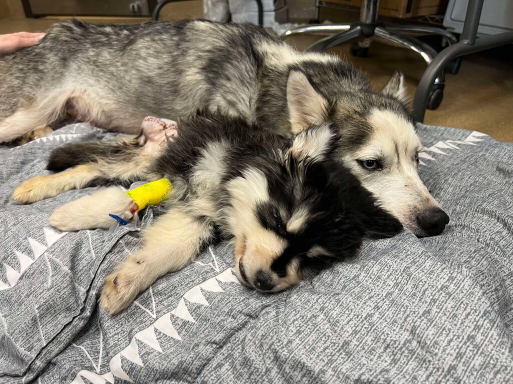 Miss Honey snuggling Matilda post surgery.