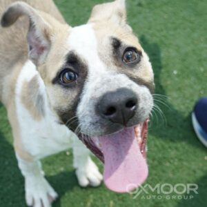 Ruby, Adoptable Pet of the Week 4/30/2025