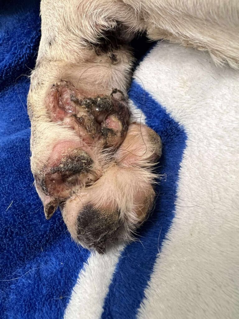 Iris' paws