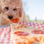 Goodfella's Giveback