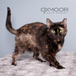 Boo, Adoptable Pet of the Week 6/18/2025