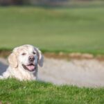 Five Iron Golf Summer Fest