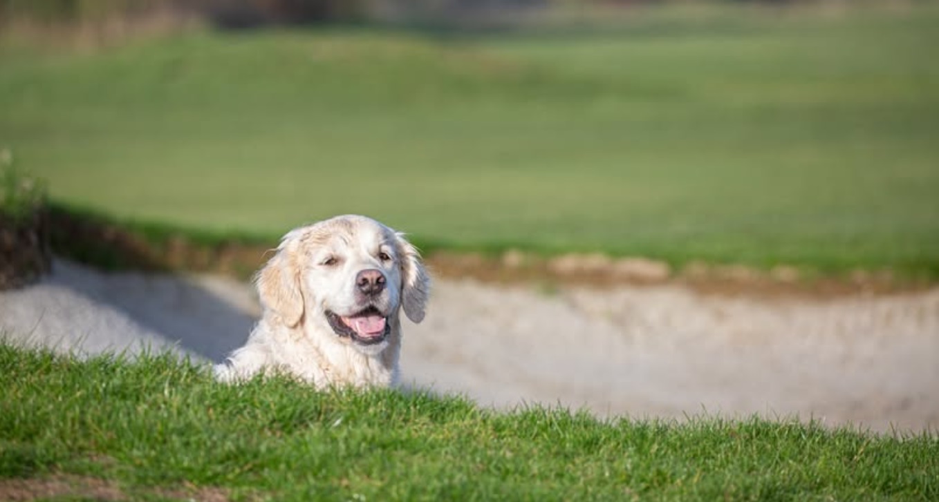 Five Iron Golf Summer Fest