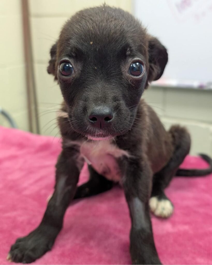 Parvo Puppy