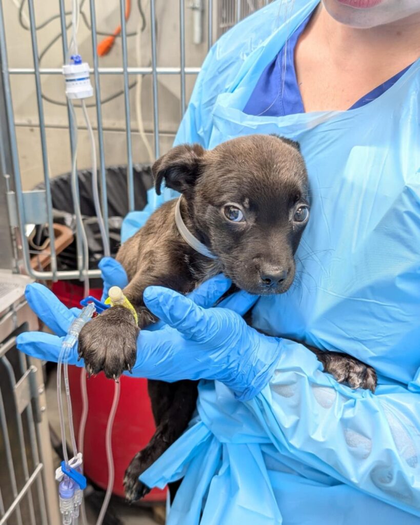 Vet Services with Parvo Puppy