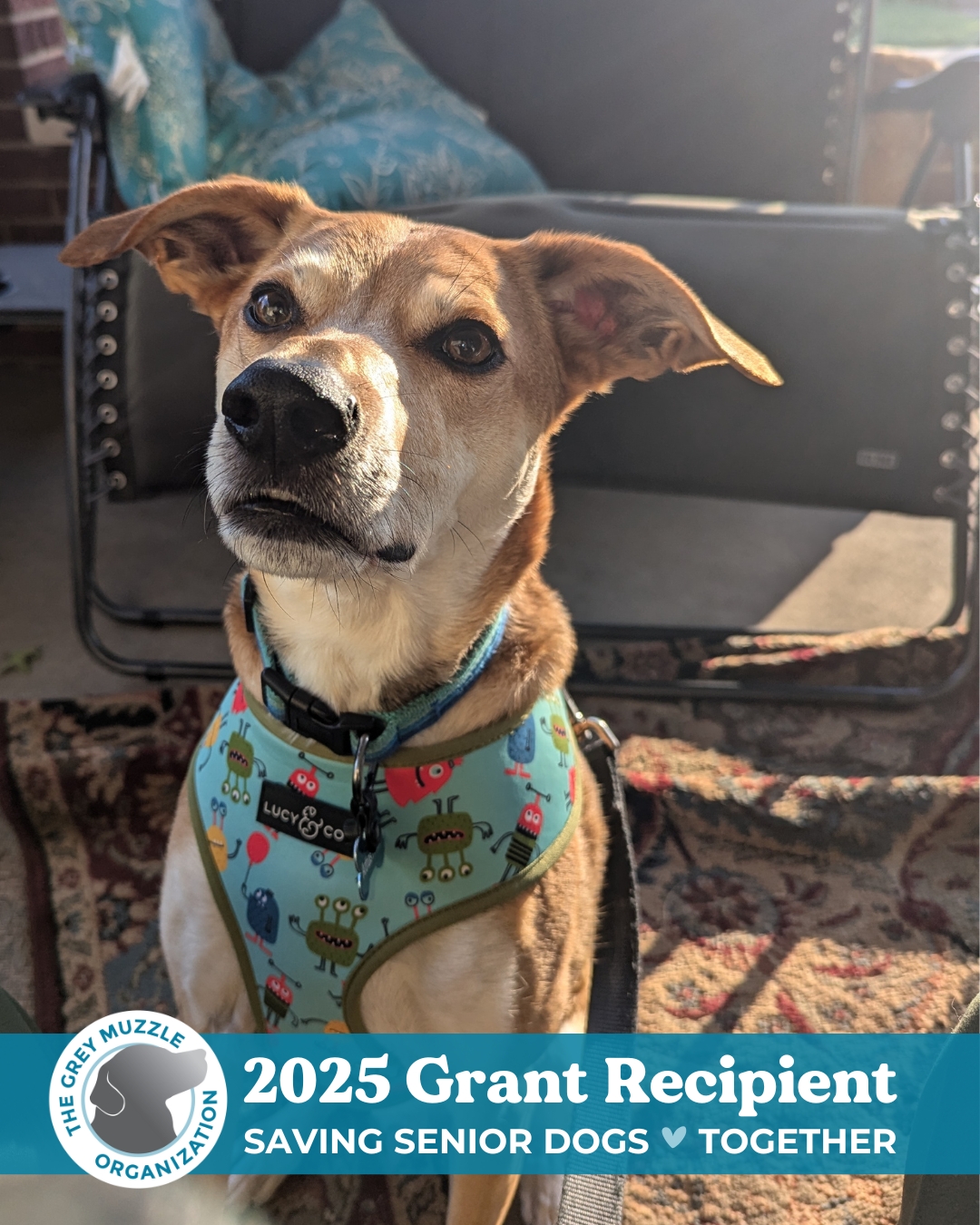 Grey Muzzle Organization