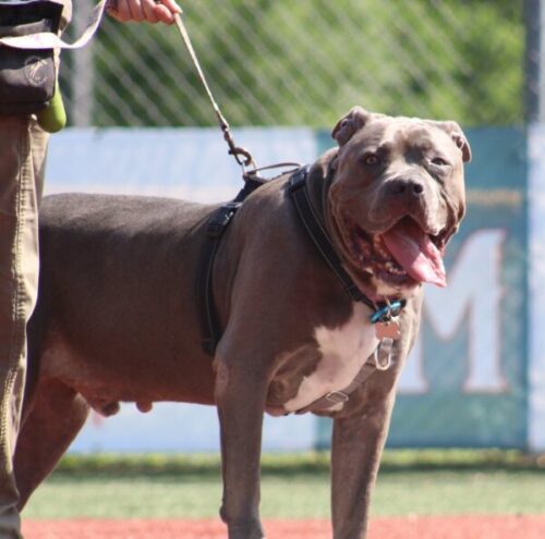 Walk This Way 3-week leash walking workshop, dogs 4 months and older