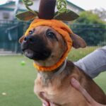 Barktoberfest at Joe's Older Than Dirt