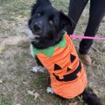 Pups and Pumpkins at World of Beer